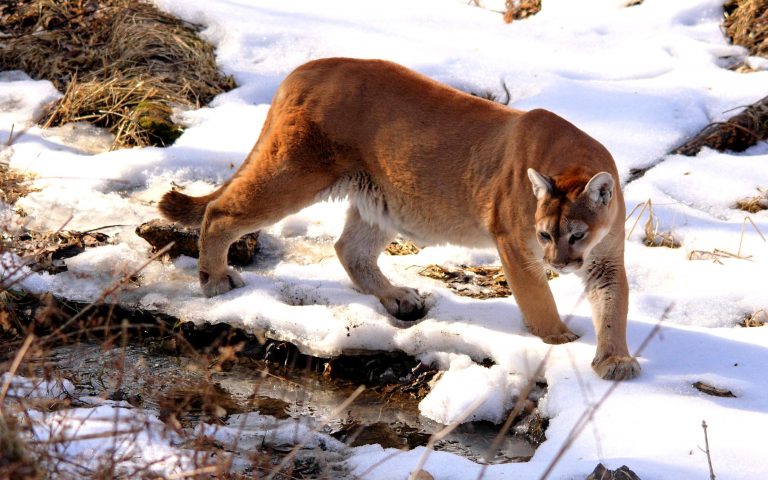 Le cougar