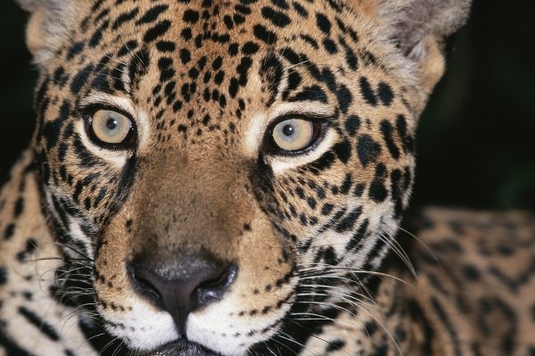 jaguar